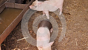 Close-up of two piglets in a pen on a farm.