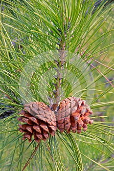 Pine cone