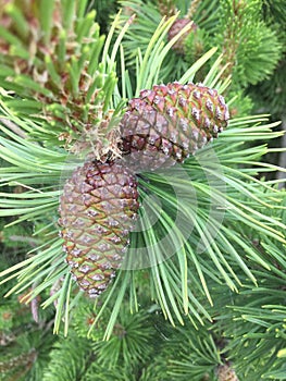 Two pine cones on pine tree branch