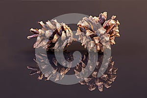 Two pine cones on black reflecting ground