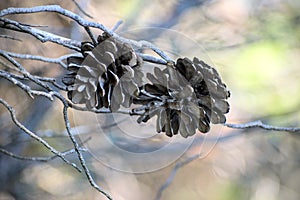 Close-up of Two Pinecones in a Forest