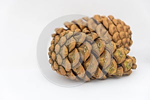 Close up of two pinecones on a white background