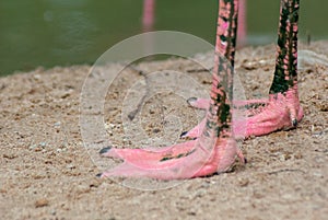 Close up of two pink feet of Flamingo bird standing on wet sand