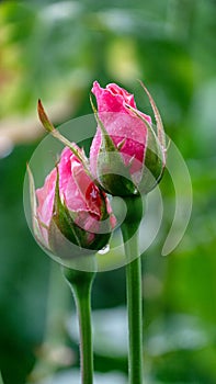 Close up  two pink rose buds with droplets and raindrops in summer garden