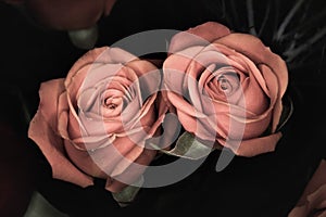 Close-up of two pink roses against a blurred natural background