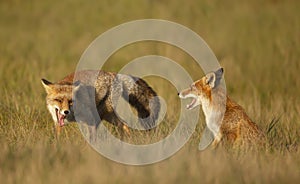 Close up of two playful Red fox cubs in the field of grass