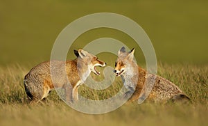 Close up of two playful Red fox cubs