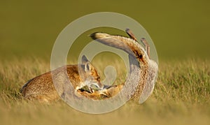 Close up of two playful Red fox cubs
