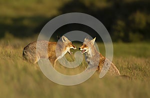 Close up of two playful Red foxes