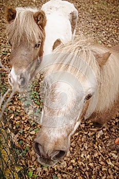 Close-up of two ponies, shetland pony heads together looking up, angle from above