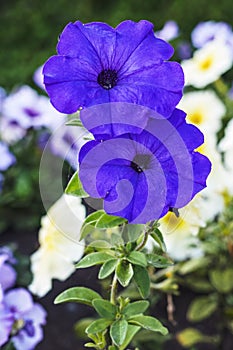 Close-up of two purple Petunia flowers on green grass background