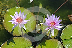 Close up of two purple water lily flowers and pads in a pond