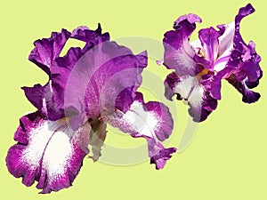 Close-up of two purple and white iris Iridaceae flowers isolated on yellow background