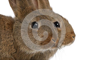 Close-up of two rabbits head against white background