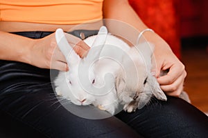 Close-up of two rabbits, a lop-eared and an albino, are sitting on the lap of the hostess