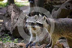Close up of two racoons (Procyon lotor)
