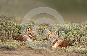 Close up of two rare and endangered Ethiopian wolves lying on grass photo