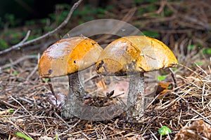 Close-up two red cap scaber stalk mushroom in forest