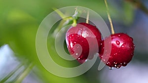 Close-up of two red cherries hanging on a tree branch.