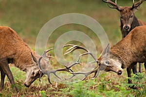 Close up of two Red deer stags fighting and a spectator during rutting season in autumn
