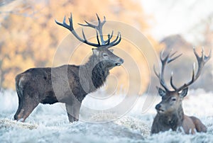 Close up of two Red deer stags in winter