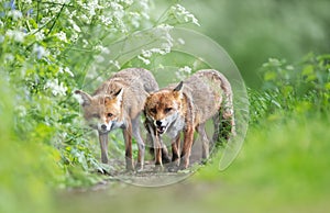 Close-up of two red foxes standing in a meadow