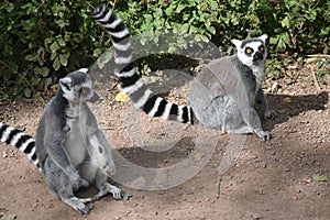 Close up of two Ring tailed lemurs.