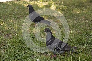 close-up: two rock doves on the grass
