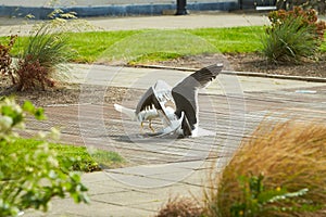 Close up of two seagulls fighting, on the ground, terrace with grass and flowers around