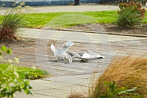 Close up of two seagulls fighting, on the ground, terrace with grass and flowers around