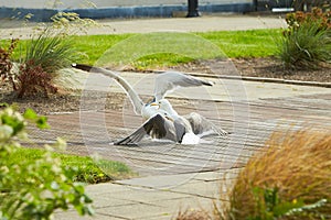 Close up of two seagulls fighting, on the ground, terrace with grass and flowers around