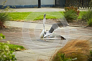 Close up of two seagulls fighting, on the ground, terrace with grass and flowers around