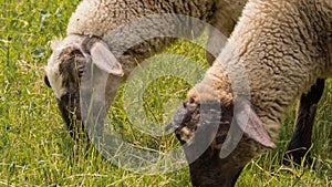 Close-up of a two sheep`s head grazing in the garden