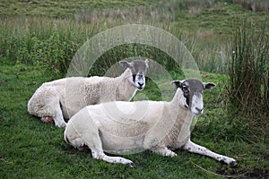 Close up of two shorn sheep at Blea Moor