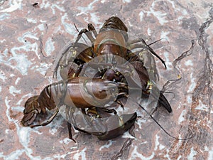 Close-up of two signal crayfish