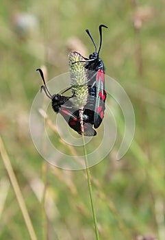 Close up of two six spot burnet moths