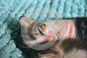 Close up of two sleeping kittens huddled together for warmth