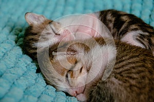 Close up of two sleeping kittens huddled together for warmth