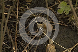 close-up:two snails on the wet ground among tree branches
