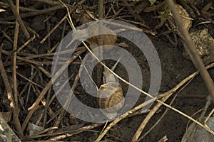close-up:two snails on the wet ground among tree branches