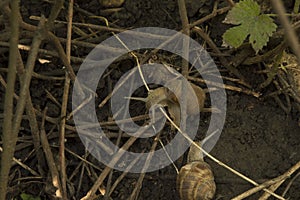 close-up:two snails on the wet ground among tree branches