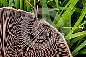 Close-up of a two-spored champignon mushroom growing in a grassy environment