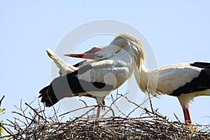 Close up of two storks Ciconia Ciconia in a nest on a tree against blue sky.