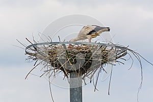 Close up two storks on the nest