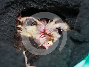 Close-up of two sugar gliders in their nest sharing a walnut