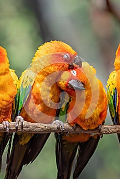 Close up Two Sun Conure Parrot Perched on Branch Isolated on Background