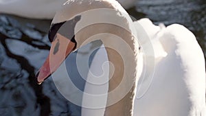 Close up from two swans looking into the camera in a lake at sunrise.