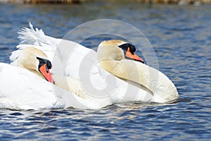 Two swans swimming