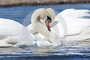 Two swans swimming