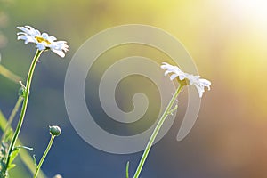 Close-up of two tender beautiful simple white daises with bright yellow hearts lit by morning sun blooming on high stems on